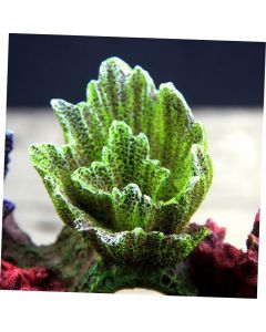 1pc Simulative Coral Reef Aquarium Decoration Fish Tank Ornament for Underwater Landscape and Design for Fish Shelter and Entertainment