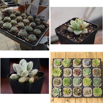 100 Pieces Plastic Square Nursery Seedling Pots Reusable, 7 cm