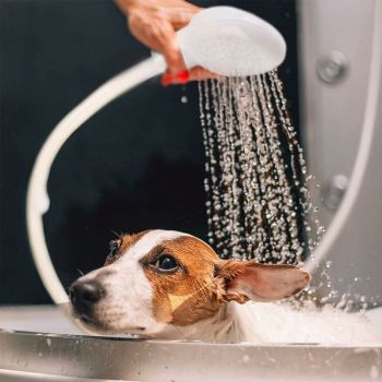 Single Shower Head with Hose for Bath Sink or Toilet Sink, Quick Connect Sprayer, rubber material, White Finish