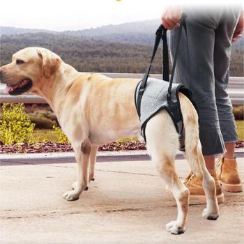 Dog Lift Harness - Adjustable Support for Medium Large Dogs, Comfortable Design with Padded Back Legs for Elderly, Injured, Arthritic, Senior, Disabled Dogs（M）