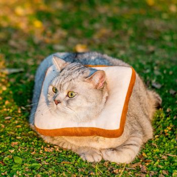 Dog cushion ring and neck cone heal faster, soft pet cat and dog donuts avoid scratches and touch stitching（M）