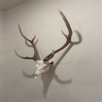 2 pack The No Show Whitetail Deer Skull Mount Hanger - No Show Design - Quickest Install - Hog Antelope Coyote bobcat Axis Small Game