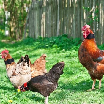 8 pack Bag Rooster Collar, Keep Roosters Quiet Noise Neckband Nylon Rooster Collar Noise Neck Belt Pet Chicken Supply for House