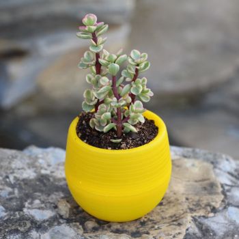 Succulent Pot Mini Seedling Flower Container Plastic Flower Pot for Garden Courtyard BalconyYellow