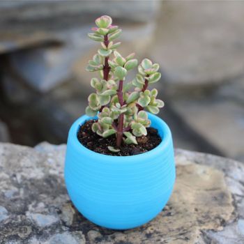 Succulent Pot Mini Seedling Flower Container Plastic Flower Pot for Garden Courtyard BalconyBlue