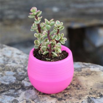 Succulent Pot Mini Seedling Flower Container Plastic Flower Pot for Garden Courtyard BalconyRose Red