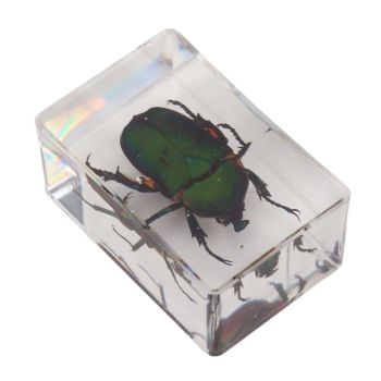 12 Pcs Real Bug Specimens Transparent Resin Science Education Classroom Bug Specimen Sample Tabletop Ornament