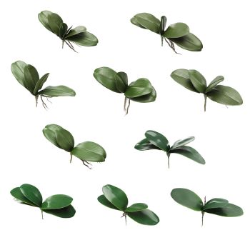 Phalaenopsis Leaves Orchid Leaves Wedding Home Decoration Simulation Plants