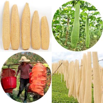 Natural Long Loofah Sponge for Kitchen Cleaning, Non-Stick Dish Scrubber, Eco-Friendly Plant Fiber Scouring Pad with Hanging Rope, Versatile for Pots, Pans, and Cookware (L, Shrink)