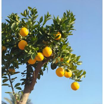 5500W Cordless Brushless Pole Telescopic Pruning Shear Secateur Battery Makita