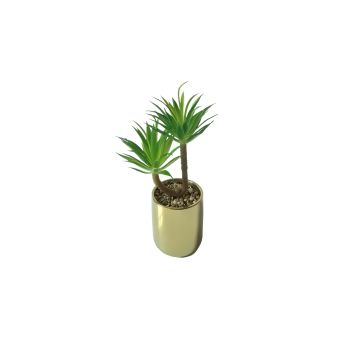 Tiff Pot Succulent Plant