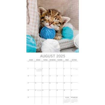 Cat Naps - 2025 Square Wall Calendar Pets Animals 16 Months Premium Planner Gift