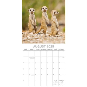 Meerkats - 2025 Square Wall Calendar Pets Animals 16 Months Premium Planner Gift