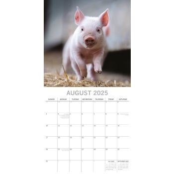Piggies - 2025 Square Wall Calendar Pets Animals 16 Months Premium Planner Gift