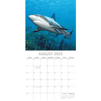 Sharks - 2025 Square Wall Calendar Pets Animals 16 Months Premium Planner Gift
