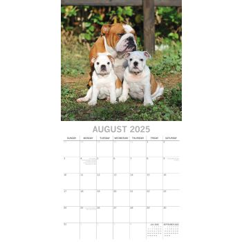 Bulldogs - 2025 Square Wall Calendar Dogs Pets Animals 16 Months Premium Planner