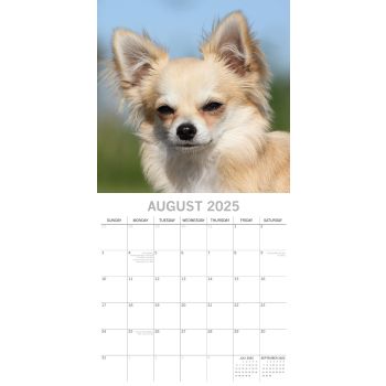 Chihuahuas 2025 Square Wall Calendar Dogs Pets Animals 16 Months Premium Planner
