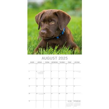 Labradors - 2025 Square Wall Calendar Dogs Pets Animals 16-Month Premium Planner