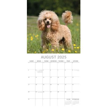 Poodles - 2025 Square Wall Calendar Dogs Pets Animals 16 Months Premium Planner