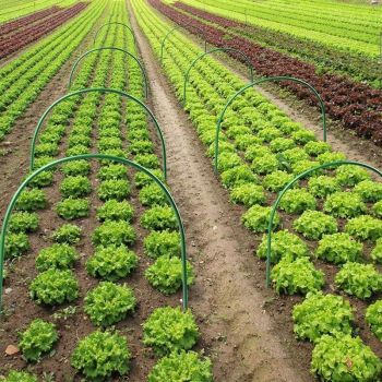 6PCS Greenhouse Plant Hoops Garden Tunnel Support for Row Covers and Netting