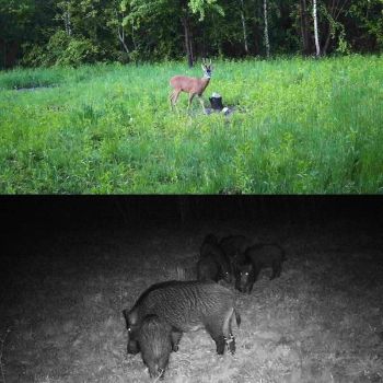 Outdoor Hunting Camera with Infrared Night Vision - 2.7k Resolution