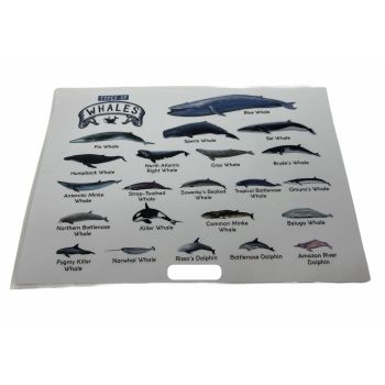 TYPES OF WHALES A4 Matte Laminated Poster Print Fish - 210mm x 297mm