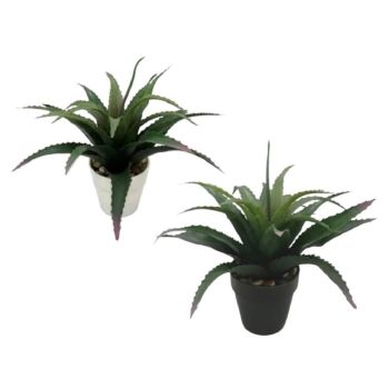 Set 2 Aloe Vera Plant In Plastic Pot 7x25cm