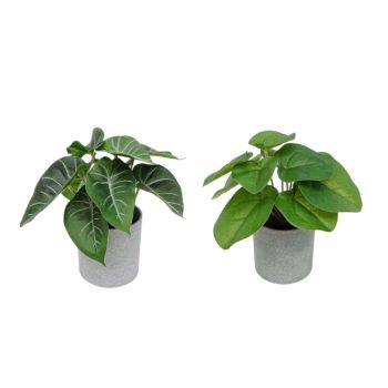 Set 2 Artificial Syngonium & Pilea In Plastic Pot 7x17cm