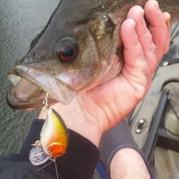 Toppu Mizzu Wakebait, 55mm, Purple Flash