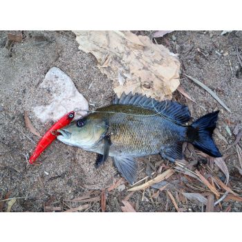 Toppu Mizzu Sidewinder Bent Minnow, 95mm, Gold Flare