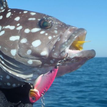 Finesse Feather Blade Aqua Pink, 55mm, 2 Pack