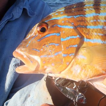 Finesse Feather Blade, Chartreuse, 55mm, 2 Pack