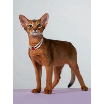 3-pcs Red Diamond  Double Strand Pearl & Rhinestone Pet Necklace - Luxury Collar for Cats & Dogs Size M (25-31CM)
