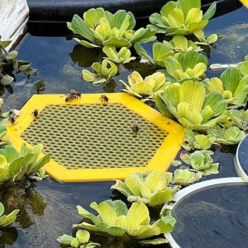 2PCS S 180x160x3mm Purple Floating Bee Saver Waterer - Safe Drinking Platform for Garden Ponds & Bird Baths