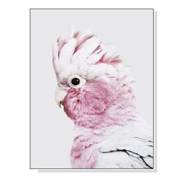 Wall Art 50cmx70cm Pink Galah White Frame Canvas