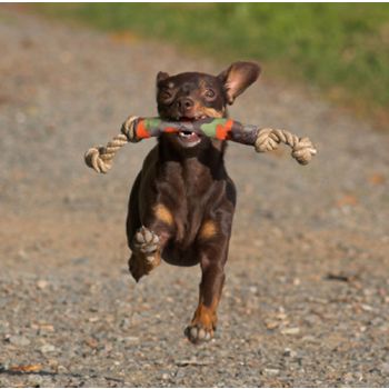 Major Dog Catch Dummy - Fetch Toy for Small Dogs