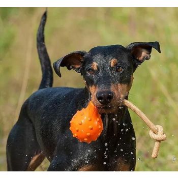 Major Dog Swimming Eddy Floating Fetch Toy with Handle - Large