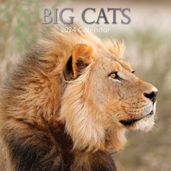 Big Cats - 2024 Square Wall Calendar Wildlife Animals 16 Months Premium Planner