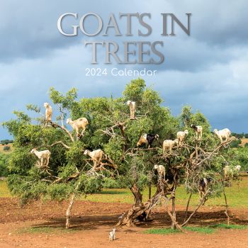 Goats in Trees - 2024 Square Wall Calendar Pets Animals 16 Month New YearPlanner