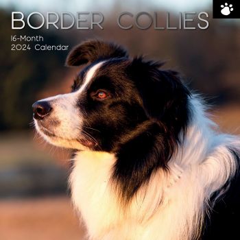 Border Collies - 2024 Square Wall Calendar Pets Dog 16 Months Premium Planner