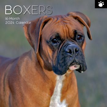 Boxers - 2024 Square Wall Calendar Pets Dog 16 Months Premium Planner New Year