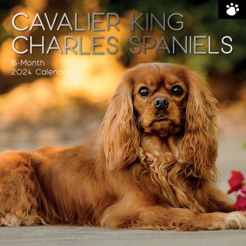 Cavalier King Charles Spaniels - 2024 Square Wall Calendar Dog 16 Months Planner