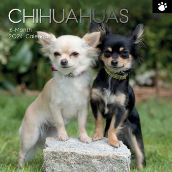 Chihuahuas 2024 Square Wall Calendar Pets Dog 16 Months Premium Planner New Year