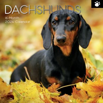 Dachshunds 2024 Square Wall Calendar Pets Dog 16 Months Premium Planner New Year