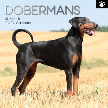 Dobermans - 2024 Square Wall Calendar Pets Dog 16 Month Premium Planner New Year