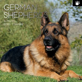 German Shepherds - 2024 Square Wall Calendar Pets Dog 16 Months Premium Planner