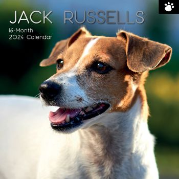 Jack Russells - 2024 Square Wall Calendar Pets Dog 16 Month Premium Planner Gift