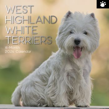 West Highland White Terriers 2024 Square Wall Calendar Pets Dog 16 Month Planner