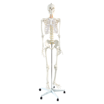 Human Skeleton Anatomical Model 180cm