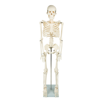 Anatomical 85cm Tall Human Skeleton with Stand Model - Medical Anatomy